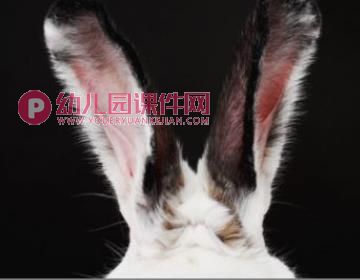 小班科学活动课件PPT《动物的耳朵》PPT课件图片