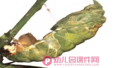 小班科学活动课件PPT《丑丑变美美》PPT课件音乐图片