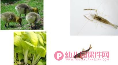 小班科学课件PPT《小鸡、小鸭不一样》PPT课件音乐音频图片