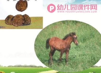 小班科学课件PPT《动物的嗯嗯》PPT课件图片