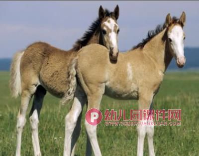 小班科学活动课件PPT《动物的耳朵》PPT课件图片