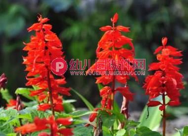 小班科学课件课件PPT《花园里的花》PPT课件图片