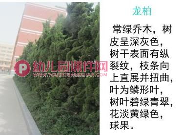 小班科学活动课件PPT《认识树木》PPT课件图片