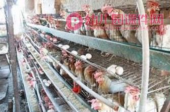 小班科学课件PPT《动物的家》PPT课件图片
