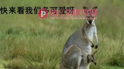 小班科学活动课件PPT《动物妈妈的袋子》PPT课件图片