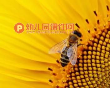 小班科学领域课件PPT《春天的花》PPT课件图片