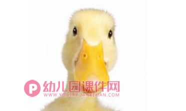 小班科学课件PPT《小鸡、小鸭不一样》PPT课件音乐音频图片