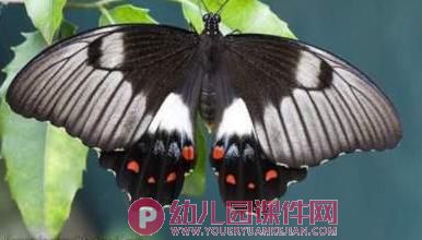 小班科学课件PPT《毛毛虫变蝴蝶》PPT课件图片