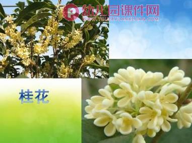 小班科学课件课件PPT《花园里的花》PPT课件图片