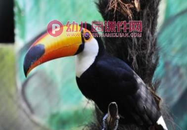 小班艺术健康课件PPT《动物变变变》PPT课件图片