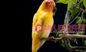 小班美术课件PPT《鸟的羽毛》PPT课件图片