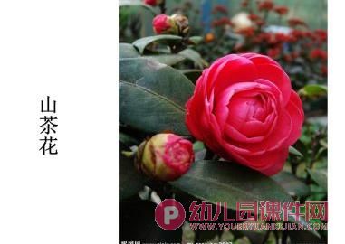 小班美术课件PPT《春花的花》PPT课件图片
