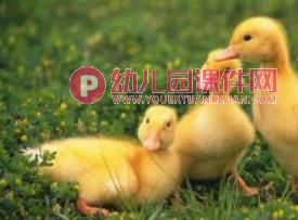 小班美术课件PPT《鸟的羽毛》PPT课件图片