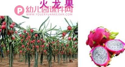 小班艺术课件PPT《创意水果拼盘》PPT课件图片