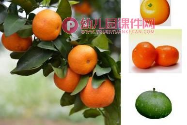 小班美术水粉画课件PPT《秋天的果园》PPT课件图片