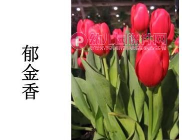 小班美术课件PPT《春花的花》PPT课件图片