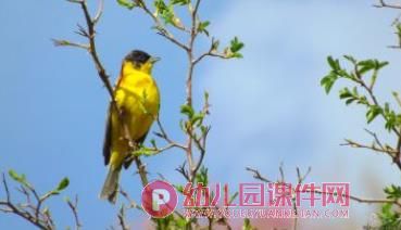 小班美术课件PPT《鸟的羽毛》PPT课件图片