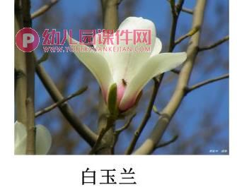 小班美术课件PPT《春花的花》PPT课件图片