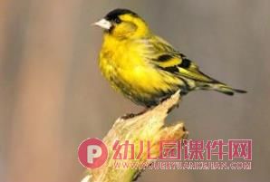 小班美术课件PPT《鸟的羽毛》PPT课件图片
