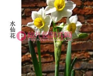 小班美术课件PPT《春花的花》PPT课件图片