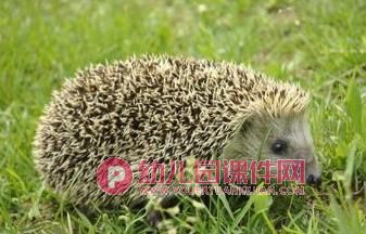 小班美术课件PPT《小刺猬背果果》PPT课件图片