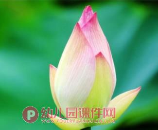 小班艺术课件PPT《画荷花》PPT课件图片