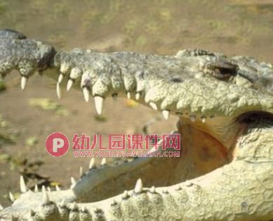 小班艺术健康课件PPT《动物变变变》PPT课件图片