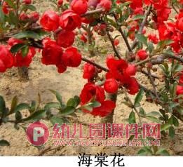 小班美术课件PPT《春花的花》PPT课件图片