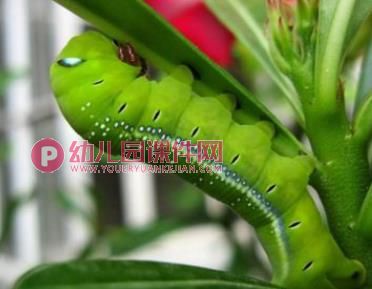 小班美术课件PPT《可爱的毛毛虫》PPT课件图片