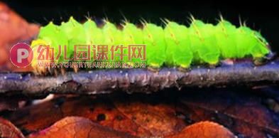 小班美术课件PPT《可爱的毛毛虫》PPT课件图片