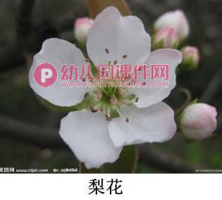 小班美术课件PPT《春花的花》PPT课件图片