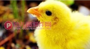 小班美术课件PPT《鸟的羽毛》PPT课件图片