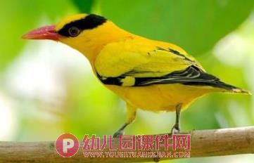 小班美术课件PPT《鸟的羽毛》PPT课件图片