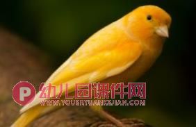 小班美术课件PPT《鸟的羽毛》PPT课件图片
