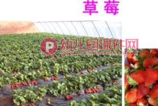 小班艺术课件PPT《创意水果拼盘》PPT课件图片