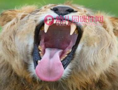 小班艺术健康课件PPT《动物变变变》PPT课件图片