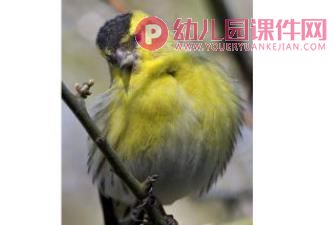 小班美术课件PPT《鸟的羽毛》PPT课件图片