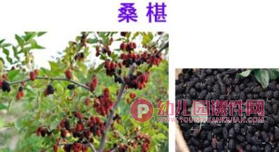 小班艺术课件PPT《创意水果拼盘》PPT课件图片