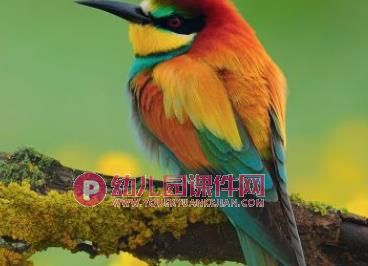 小班美术课件PPT《小鸟回家》PPT课件图片