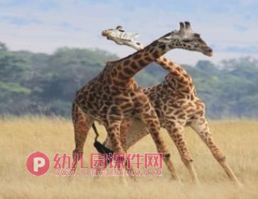 小班手工撕贴画课件PPT《美丽的长颈鹿》PPT课件图片