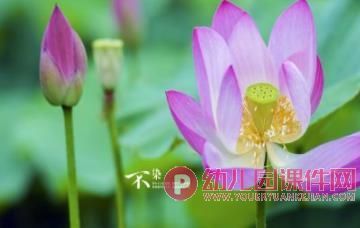 小班艺术课件PPT《画荷花》PPT课件图片