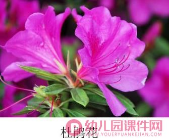 小班美术课件PPT《春花的花》PPT课件图片