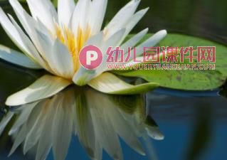 小班艺术课件PPT《画荷花》PPT课件图片