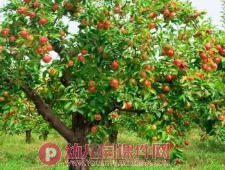 小班美术水粉画课件PPT《秋天的果园》PPT课件图片