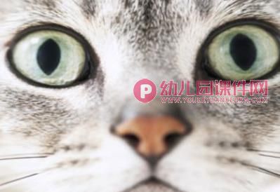 小班艺术健康课件PPT《动物变变变》PPT课件图片