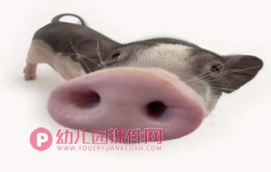 小班艺术健康课件PPT《动物变变变》PPT课件图片