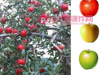 小班美术水粉画课件PPT《秋天的果园》PPT课件图片