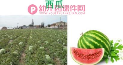 小班艺术课件PPT《创意水果拼盘》PPT课件图片