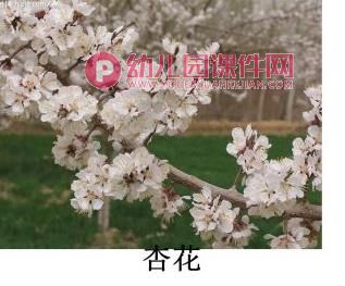 小班美术课件PPT《春花的花》PPT课件图片