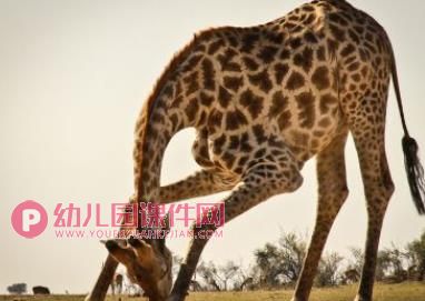 小班手工撕贴画课件PPT《美丽的长颈鹿》PPT课件图片